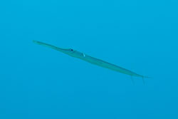 BD-150225-Tiran-6826-Fistularia-commersonii.-Rüppell.-1838-[Bluespotted-cornetfish].jpg